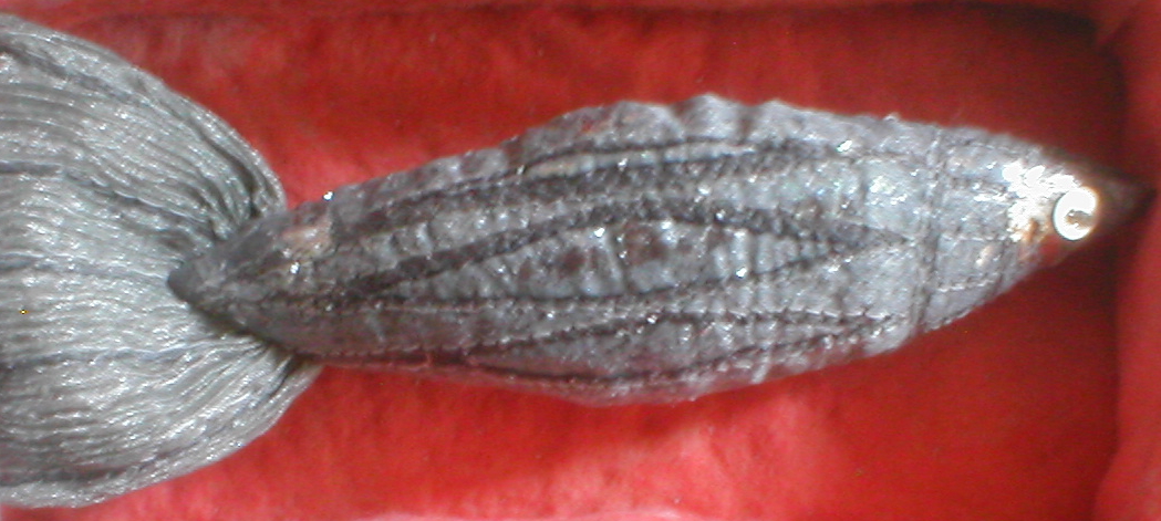 detail of the fish